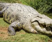 Crocodilo (17)