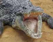 Crocodilo (18)