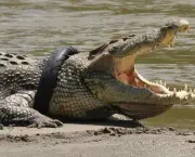 Crocodilo (19)