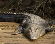 Crocodilo (20)