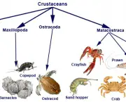 Crustaceos Vida e Especie (7)