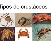 los-crustaceos-5-728