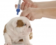 dog getting vaccinated