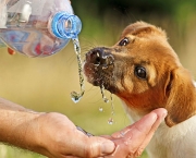 Puppy Drinking Water From A Bottle