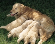 cuidados-basicos-com-os-filhotes-de-cachorros (11)