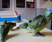 Cuidados Com Papagaios Filhotes11