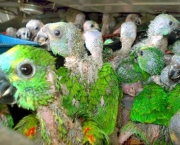 Cuidados Com Papagaios Filhotes12
