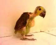 Cuidados Com Papagaios Filhotes14