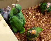 Cuidados Com Papagaios Filhotes17
