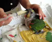 Cuidados Com Papagaios Filhotes1