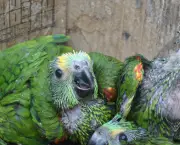 Cuidados Com Papagaios Filhotes10