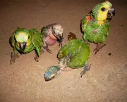 Cuidados Com Papagaios Filhotes9