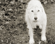 Kelly, Irish Wolfhound, Age 11