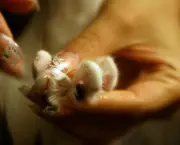 Cuidar Da Unha Do Gato (5)