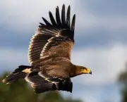 curiosidade-sobre-a-aguia (9)