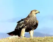 curiosidade-sobre-a-aguia (11)