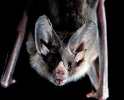 Curiosidades Sobre Morcegos (2)