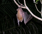 Curiosidades Sobre Morcegos (5)