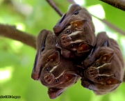 Curiosidades Sobre Morcegos (10)