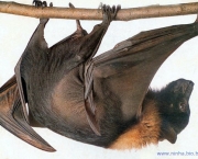 Curiosidades Sobre Morcegos (8)