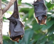 Curiosidades Sobre Morcegos (9)