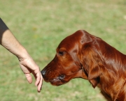 curiosidades-sobre-o-olfato-canino (8)