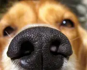 curiosidades-sobre-o-olfato-canino (11)