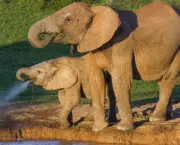 Curiosidades Sobre os Elefantes (3)