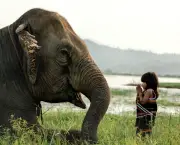 Curiosidades Sobre os Elefantes (4)