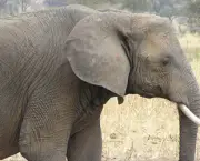 Curiosidades Sobre os Elefantes (5)