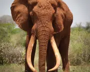 Curiosidades Sobre os Elefantes (6)