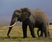 Curiosidades Sobre os Elefantes (7)