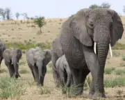 Curiosidades Sobre os Elefantes (9)
