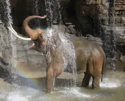 Curiosidades Sobre os Elefantes (10)