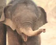 Curiosidades Sobre os Elefantes (11)