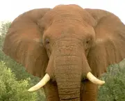 Curiosidades Sobre os Elefantes (12)