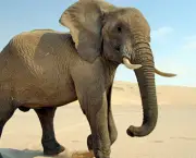 Curiosidades Sobre os Elefantes (14)