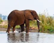 Curiosidades Sobre os Elefantes (17)