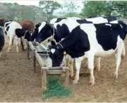 portal-agropecuario-cuidados-gado-leiteiro.jpg