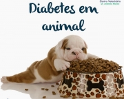 Diabetes Em Animais De Estimacao (6)