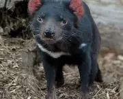 Diabo da Tasmânia 3