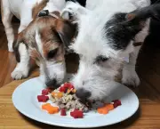 Dicas De Alimentação Para Cães (1)