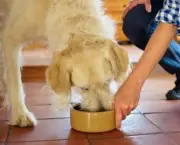 Dicas De Alimentação Para Cães (3)