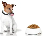 Dicas De Alimentação Para Cães (4)