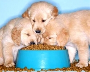 Dicas De Alimentação Para Cães (5)