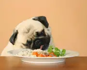Dicas De Alimentação Para Cães (9)