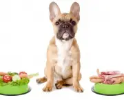 Dicas De Alimentação Para Cães (10)