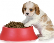 Dicas De Alimentação Para Cães (12)
