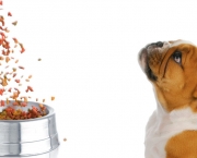 Dicas De Alimentação Para Cães (14)