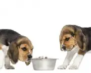 Dicas De Alimentação Para Cães (15)